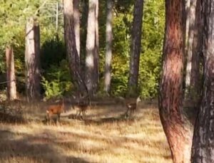 Anne Karaca Ve Yavruları Görüntülendi