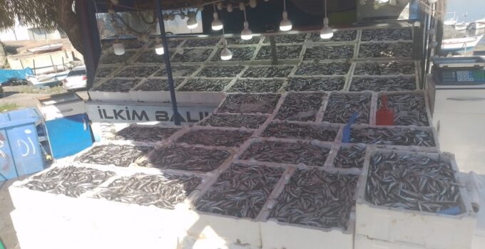 Kozlu’da hamsi bolluğu: Kilosu 50 liradan satışa çıktı