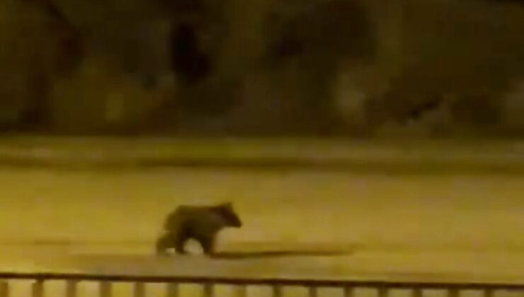 Yolunu Şaşıran Yavru Ayı İlçe Merkezine İndi