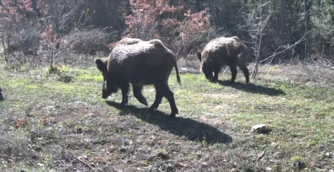 Aç kalan yaban hayvanları fotokapana yakalandı