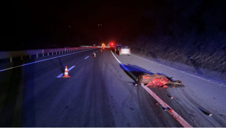 Ata çarpan otomobildeki 3 kişi yaralandı