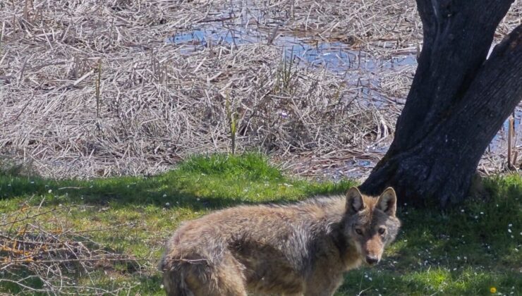 Balık tutmaya giderken kurtla karşılaştılar