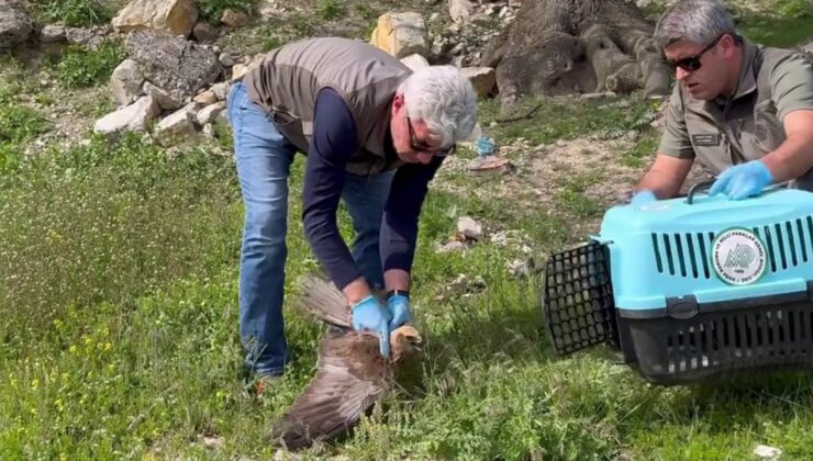 Tedavi edilen kızıl şahin doğaya bırakıldı