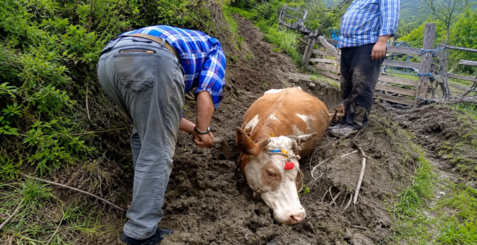 Çamura saplanan ineğin yardımına vatandaşlar yetişti
