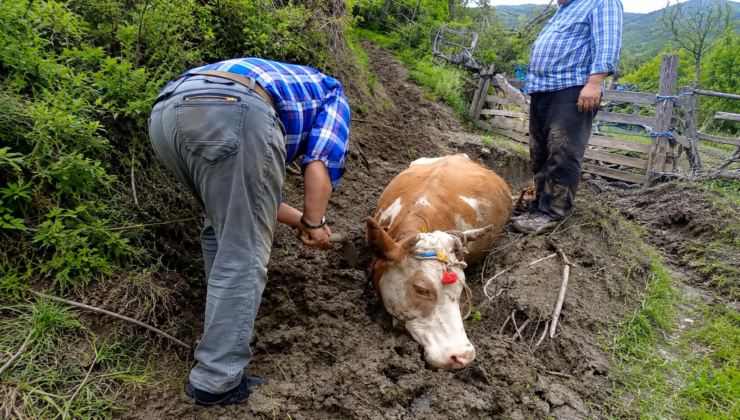 Çamura saplanan ineğin yardımına vatandaşlar yetişti