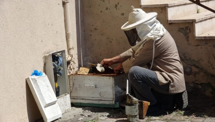 Doğal gaz kutusuna yuva yapan arılar tedirgin etti