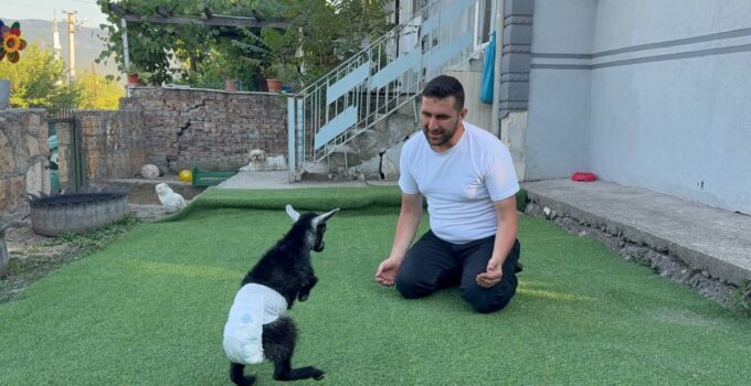 Yavru keçiyi evlatları gibi büyütüyorlar