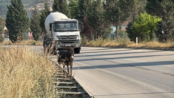 Trafiği tehlikeye düşüren ‘Eşek’