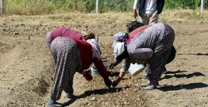 Kilosu 600 bin lira: Safranın yeni sezon dikimi başladı