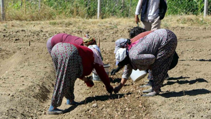 Kilosu 600 bin lira: Safranın yeni sezon dikimi başladı