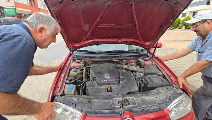 Yavru kedi, telefondan açılan anne kedi sesi ile kurtarıldı