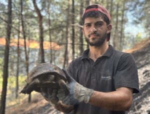 Örtü yangınında kaplumbağanın ayakları yandı