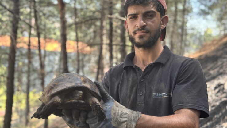 Örtü yangınında kaplumbağanın ayakları yandı